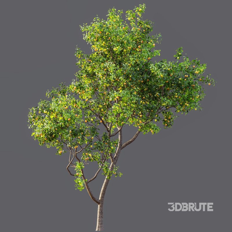 ntal charm. Image 11