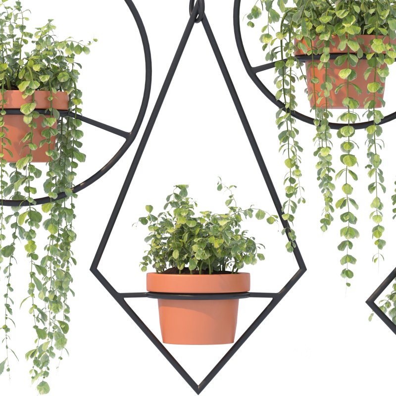 Boho Hanging Plants 03 Image 6