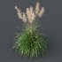 AV Plants Cortaderia Selloana and Nassella Tenuissima Fruit grasses - Thumbnail 3