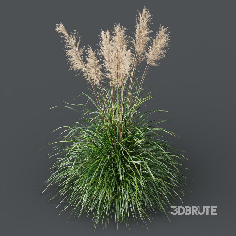 AV Plants Cortaderia Selloana and Nassella Tenuissima Fruit grasses Image 3