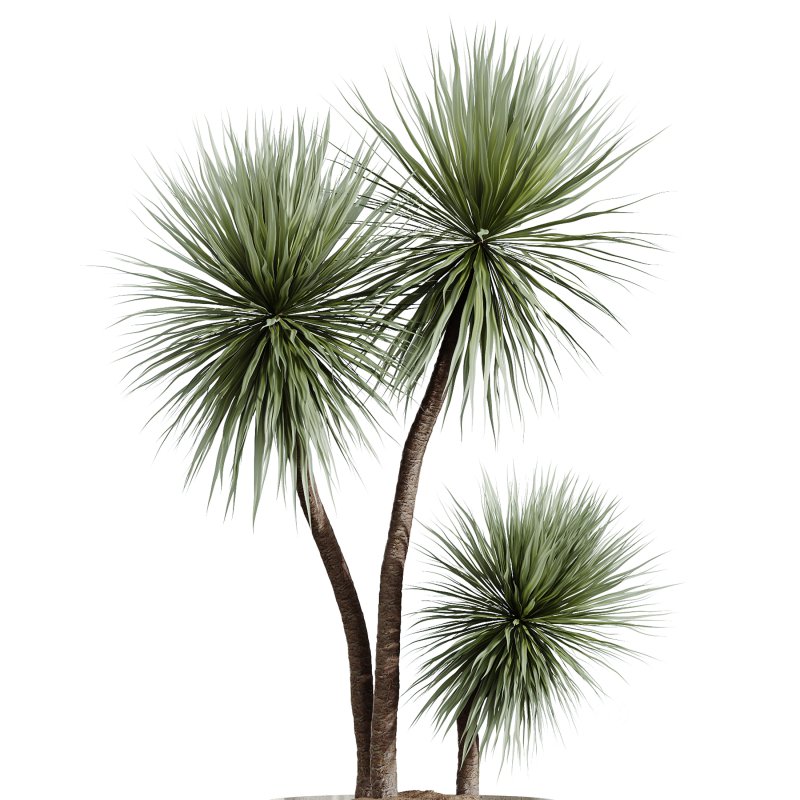 Indoor plant Image 5