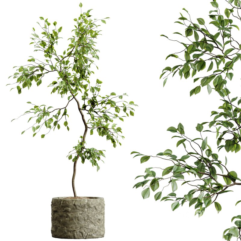 AV Indoor Plants Set 304 Areca Palm and Dracaena Marginata and Lemon Dragon and Ficus Image 4