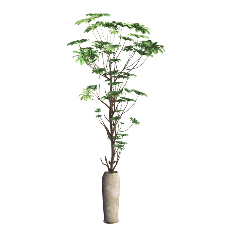 indoor plant 010 Image 4