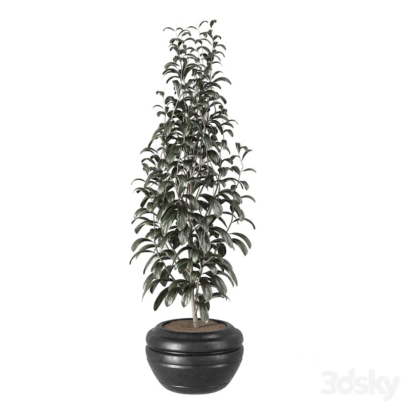 indoor plant 001 Image 4