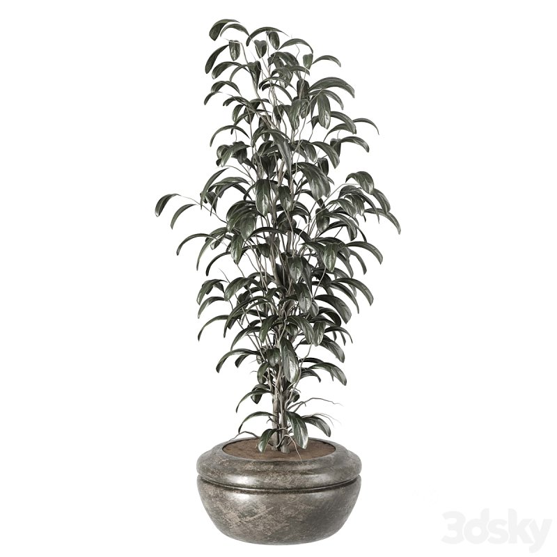 indoor plant 001 Image 3