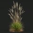 ntal grass hybrid that brings vertical elegance to any garden or architectural visualization. Originally cultivated in Germany and widely popularized across Europe and North America, this perennial grass features upright, feather-like plumes and narrow green blades that shift to golden hues in late summer. Its architectural form, graceful sway in the wind, and low-maintenance nature make it a favorite among designers looking to evoke movement, rhythm, and a naturalistic softness in modern landscapes. - Thumbnail 3