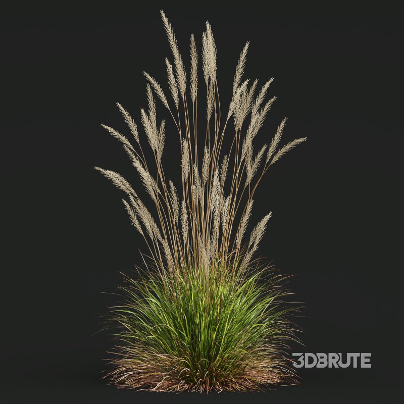 ntal grass hybrid that brings vertical elegance to any garden or architectural visualization. Originally cultivated in Germany and widely popularized across Europe and North America, this perennial grass features upright, feather-like plumes and narrow green blades that shift to golden hues in late summer. Its architectural form, graceful sway in the wind, and low-maintenance nature make it a favorite among designers looking to evoke movement, rhythm, and a naturalistic softness in modern landscapes. Image 3