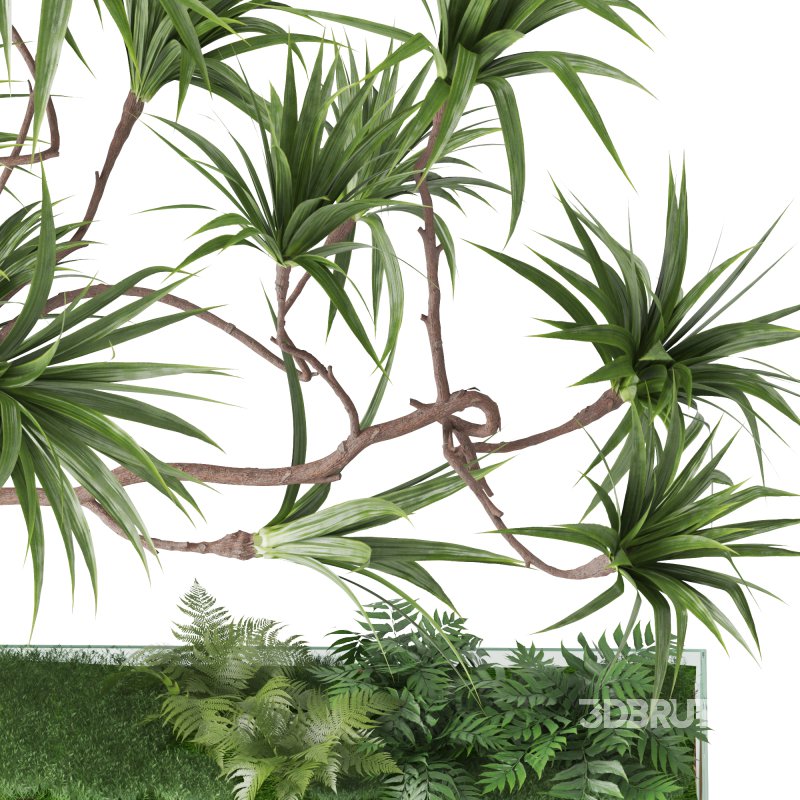 Indoor_Plant_Yucca_Set_12 Image 4