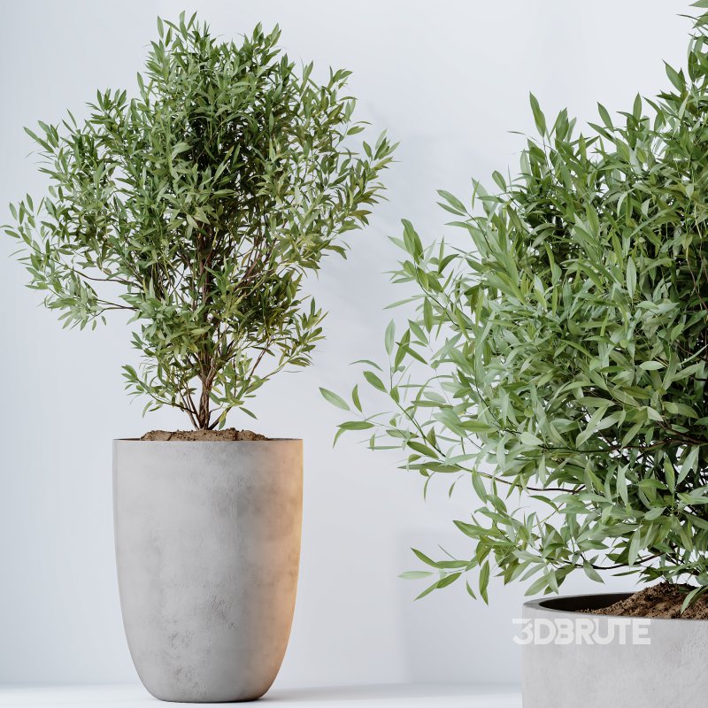 AV Indoor Plants Set 347 Arbequina Olive and Ficus Cyathistipula and Cunjevoi Alocasia and Yucca Palm Image 5