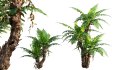 Collection 09 – Fern Garden - Thumbnail 12
