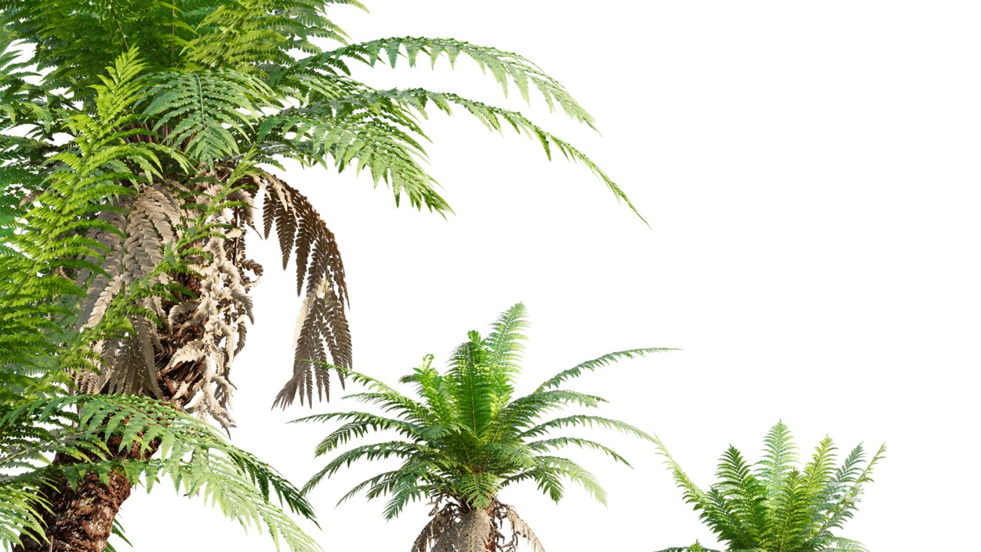 Collection 09 – Fern Garden Image 25