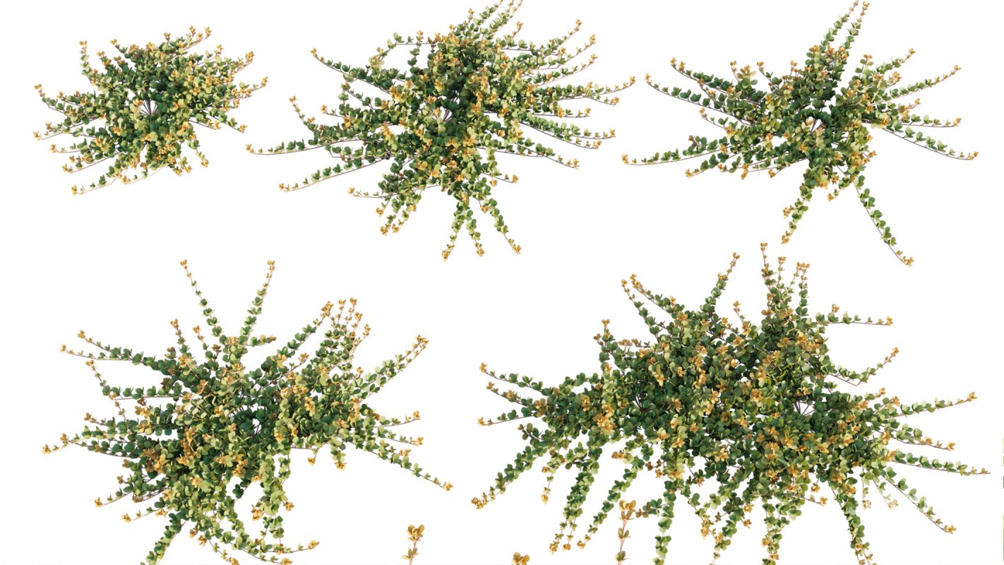 Collection 11 – Ground cover – Vines and Creepers Image 34