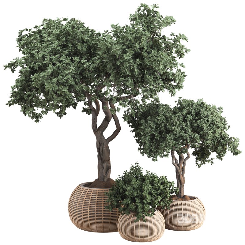 Indoor Tree in Pot Collection Image 1