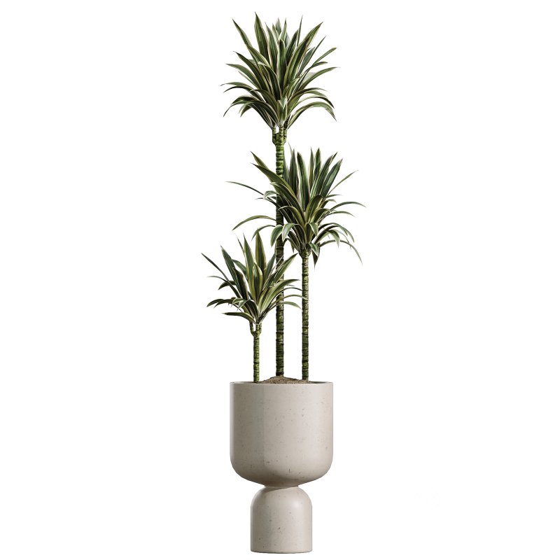 AV Indoor Plants Set 348 Olive Tree and Rhapis Excelsa Lady Palm and Warneckii Lemon Image 2