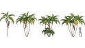 Collection 10 – Palm garden - Thumbnail 13