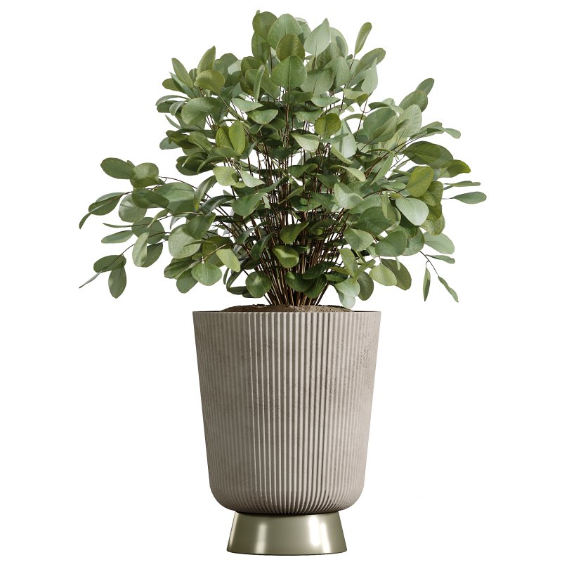 AV Indoor Plants Set 346 Alocasia Wentii and Olive Eucalyptus and Yucca Palm and Foliage Dollar Image 1