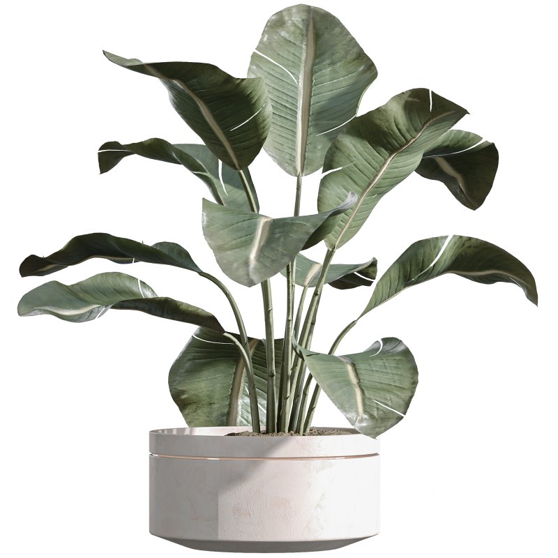 AV Indoor Plants Set 257 Dracaena Marginata and Olive and Bird of paradise Image 1