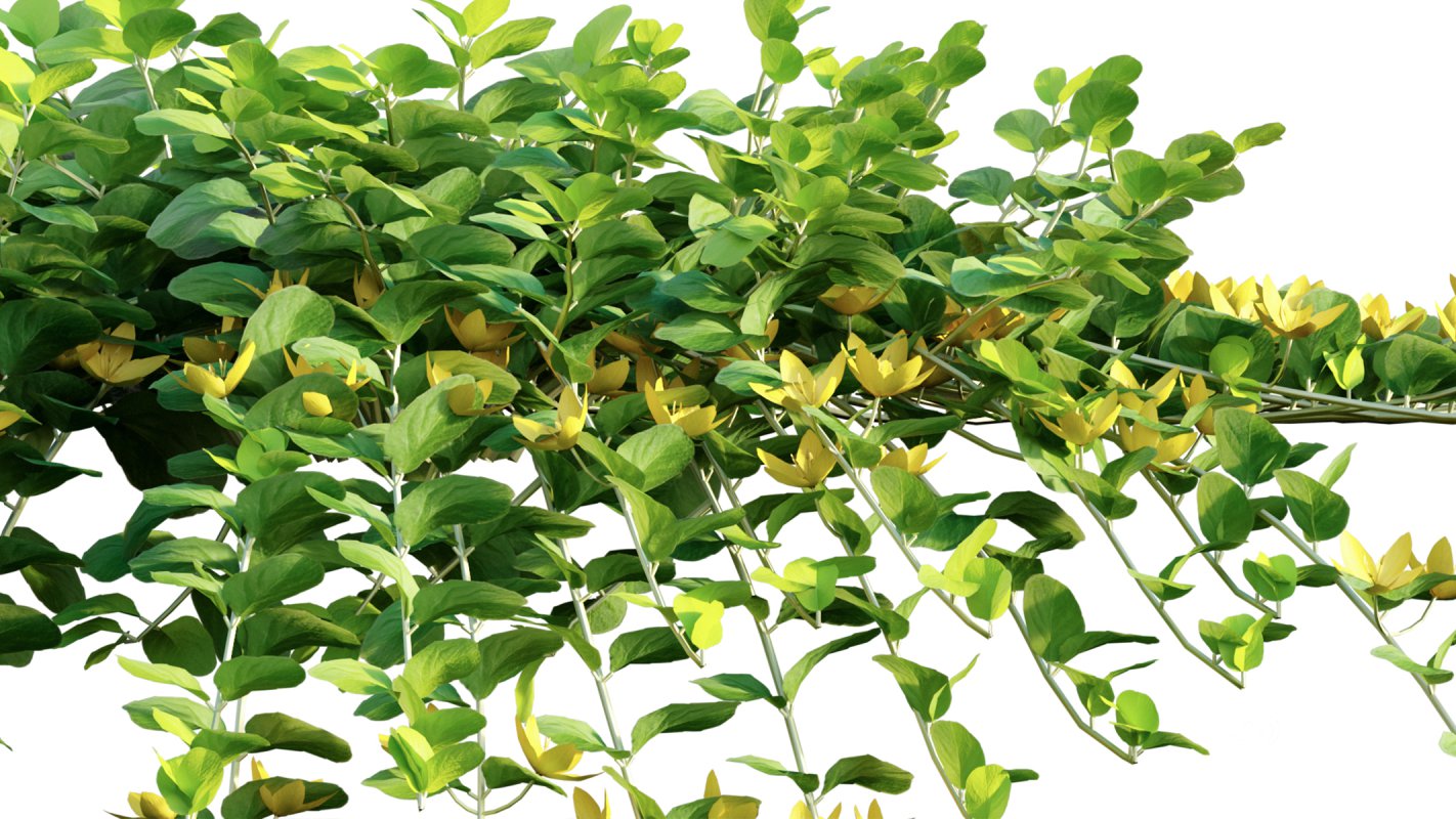 Collection 11 – Ground cover – Vines and Creepers Image 33