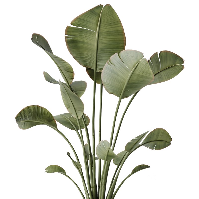 AV Indoor Plants Set 363 Yucca Palm and Banana Nicolai and Arbequina Olive Image 2