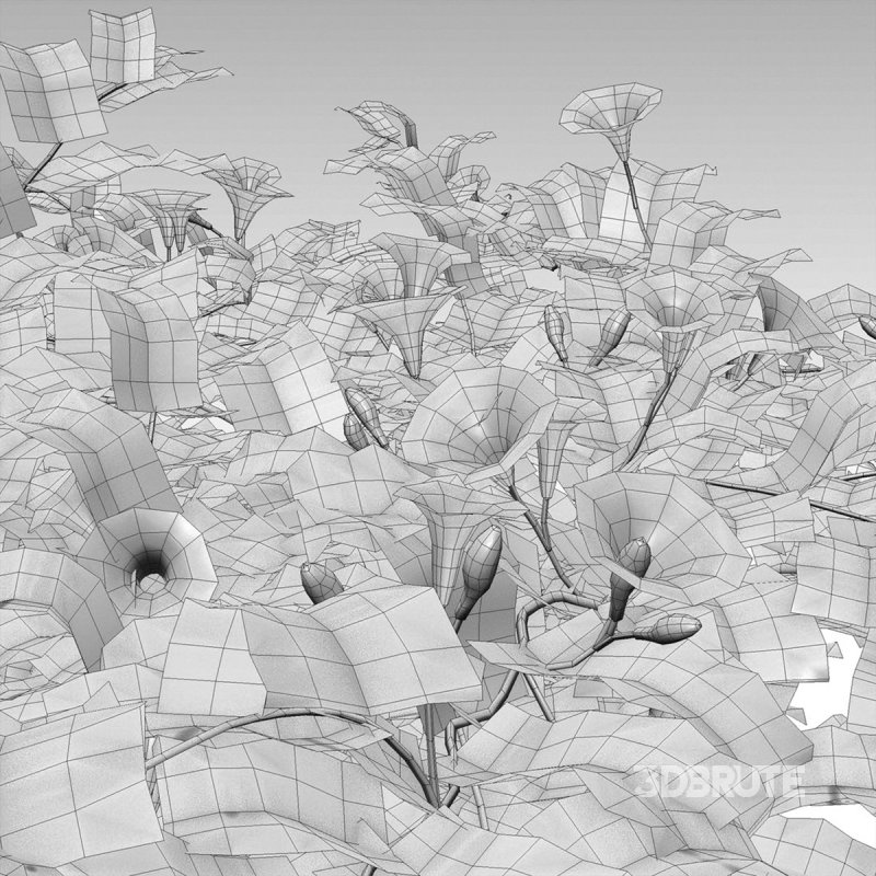 Ipomoea pes – caprae – Beach Morning Glory Image 5