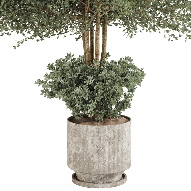 Indoor Plant in Pottery Pot Image 3