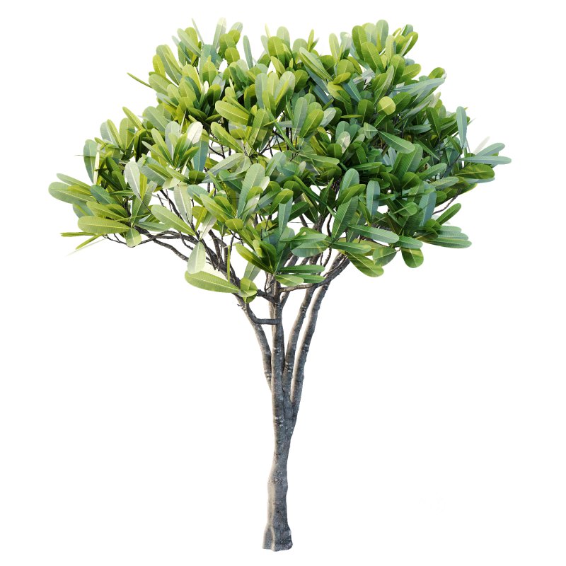 Plumeria Obtusa plant 03 Image 7