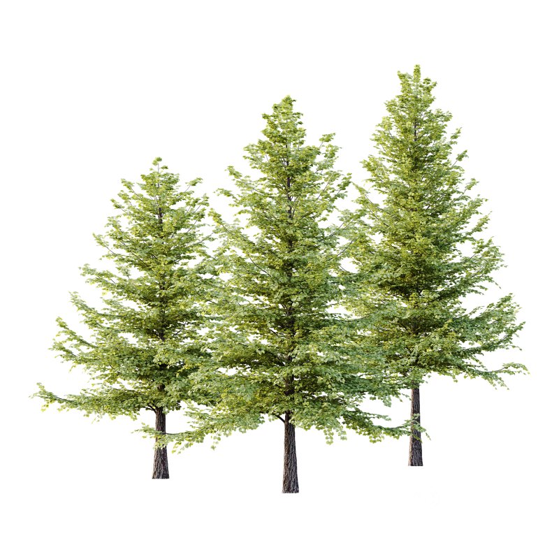 Tilia platyphyllos Tree 09 Image 3