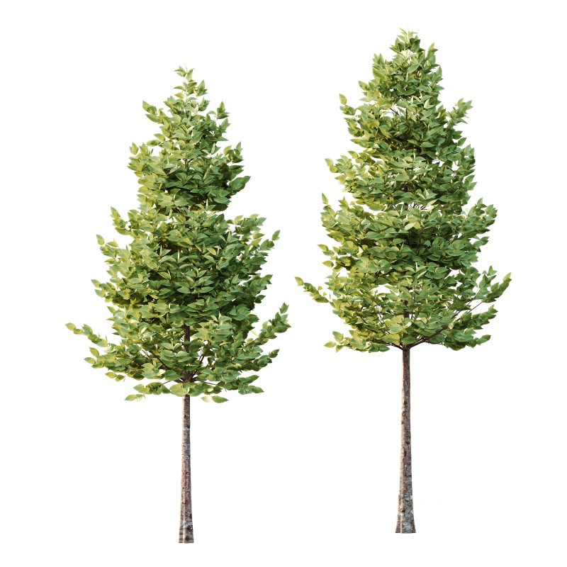 Tilia platyphyllos Tree 06 Image 3