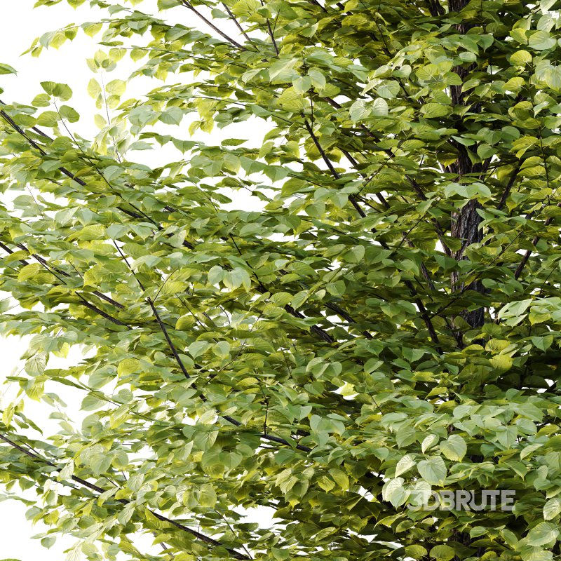 Tilia platyphyllos Tree 12 Image 5