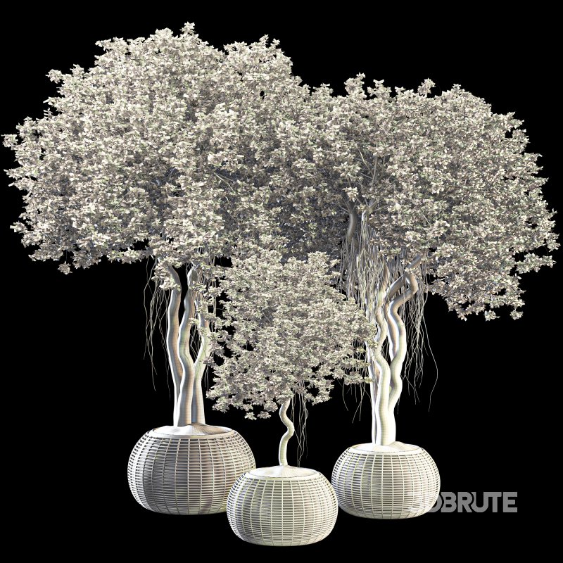 Indoor Tree in Pot Collection Image 6