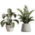 AV Indoor Plants Set 367 Japandi Decorative and Zamiifolia and Calathea Lutea and Dracaena Warneckii - Thumbnail 7