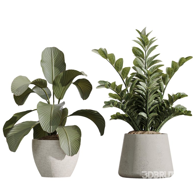 AV Indoor Plants Set 367 Japandi Decorative and Zamiifolia and Calathea Lutea and Dracaena Warneckii Image 7