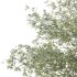AV Plants Alnus Glutinosa Tree09 - Thumbnail 3