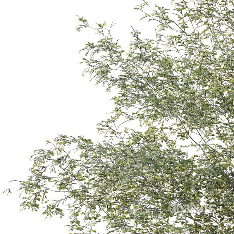 AV Plants Alnus Glutinosa Tree09 Image 3