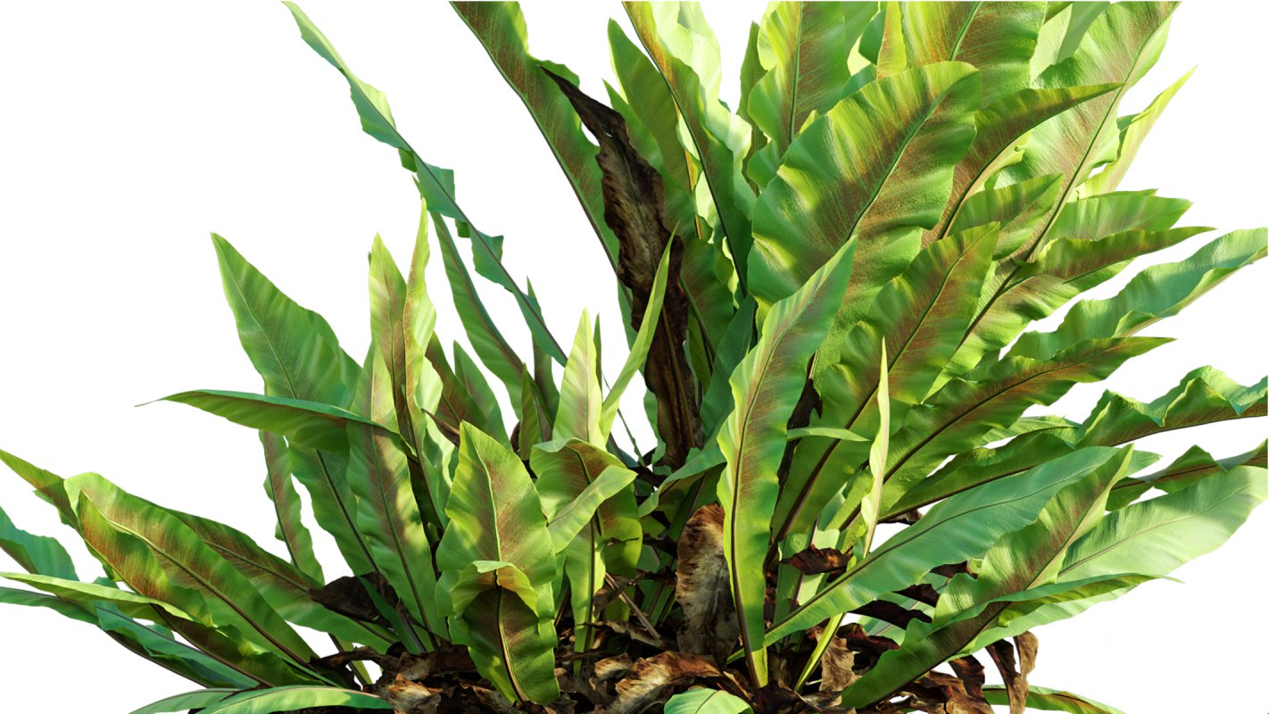 Collection 09 – Fern Garden Image 9