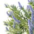 Echium candicans Pride of Madeira Bush 07 - Thumbnail 4