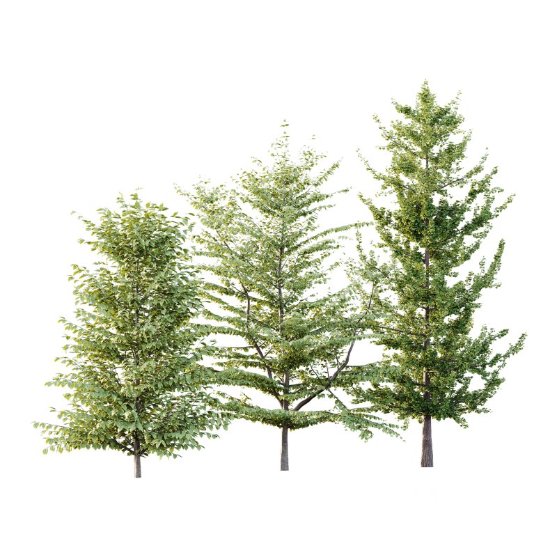 Different Trees 57 Image 5