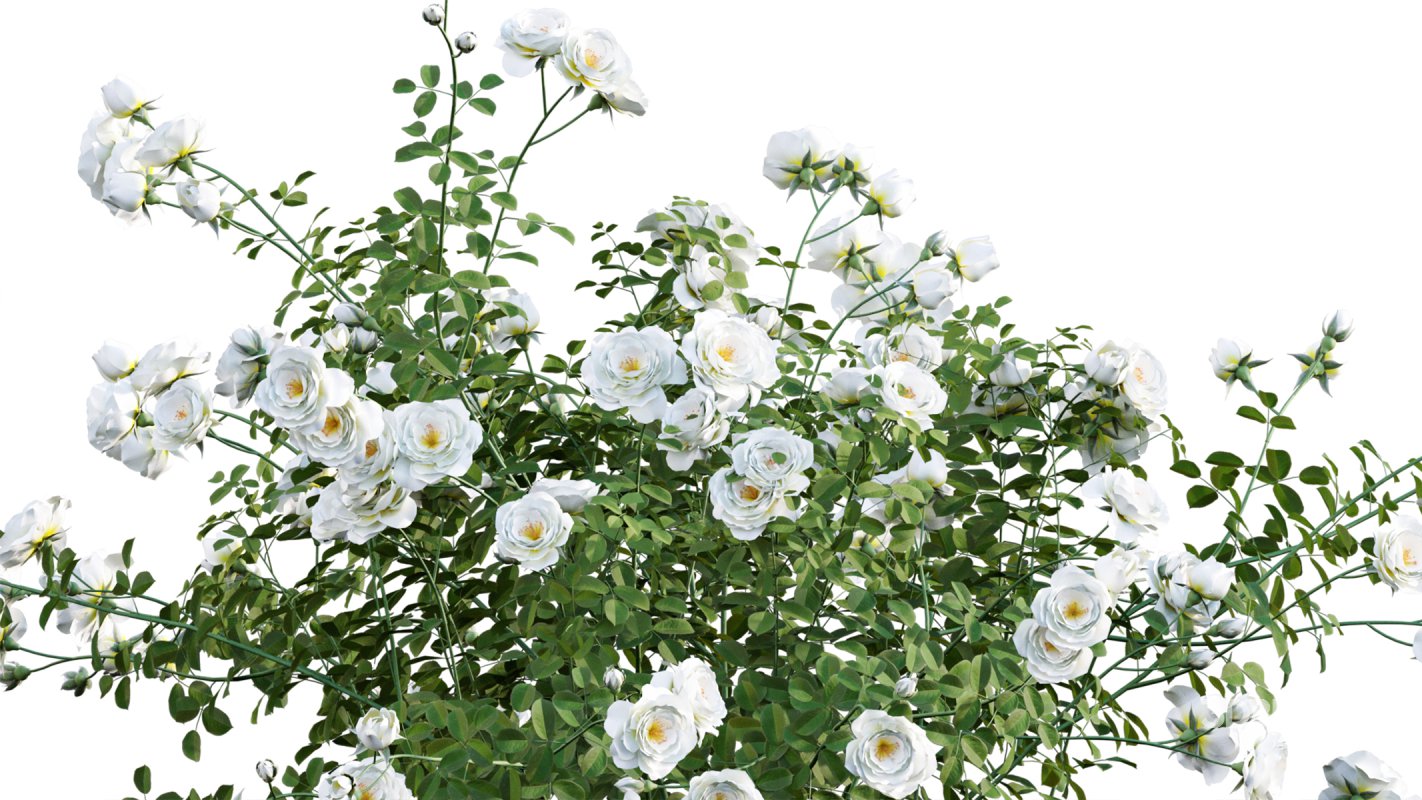 Collection 08 – Rose Garden Image 32