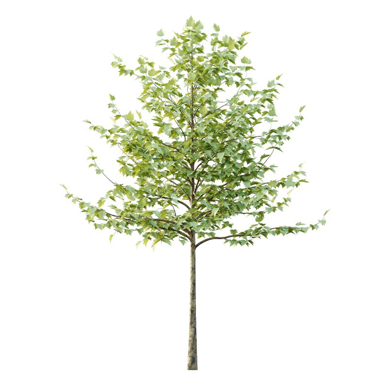 Sycamore Platanus Tree 08 Image 7