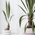 AV Indoor Plants Set 332 Swiss Cheese and Mission Olive and nucifera Coconut Palm - Thumbnail 1
