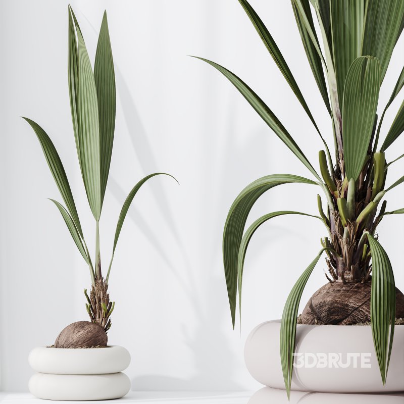AV Indoor Plants Set 332 Swiss Cheese and Mission Olive and nucifera Coconut Palm Image 1