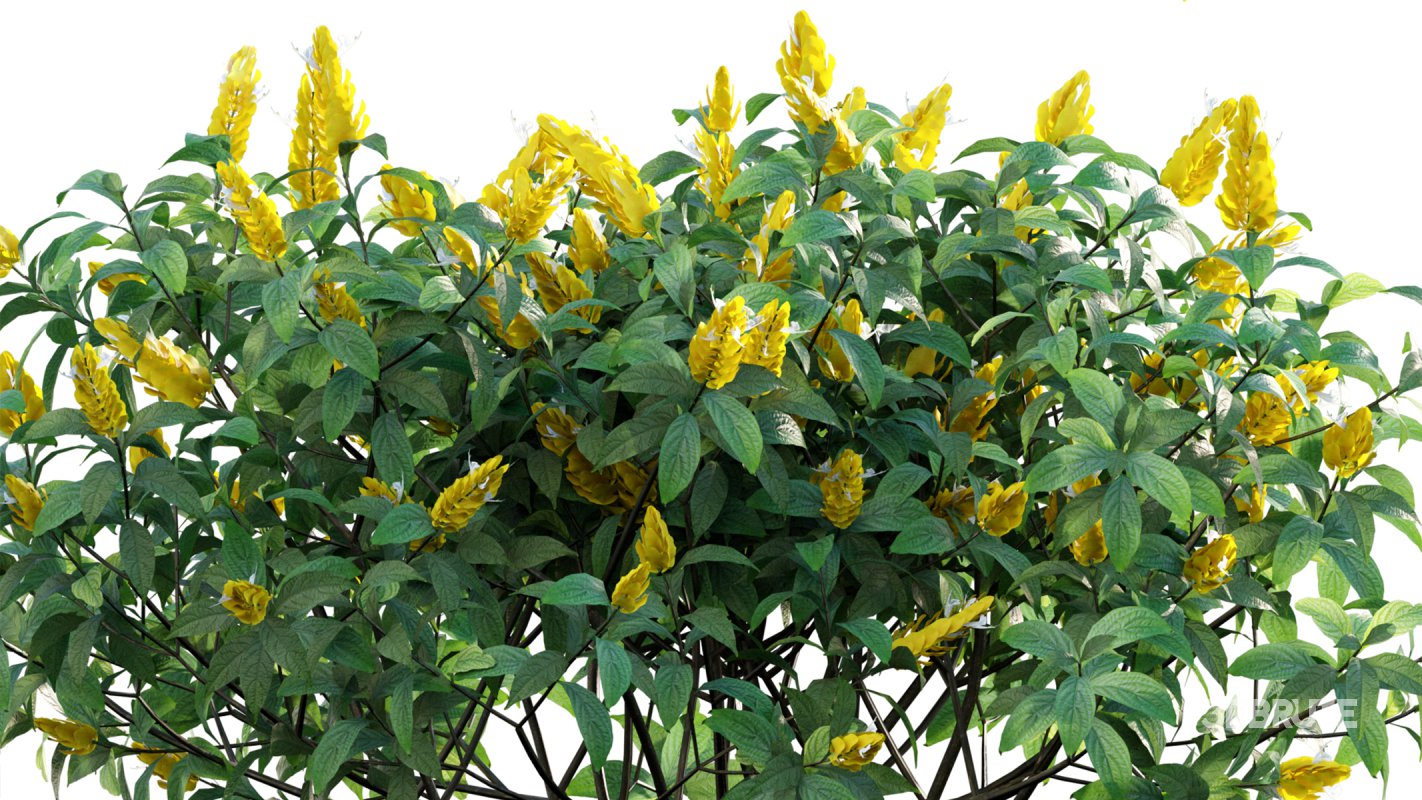 Collection 07 – Central America Garden Image 24