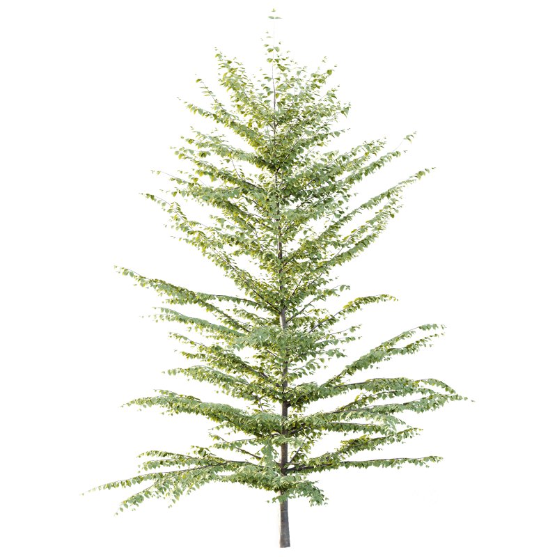 Different Trees 56 Image 1