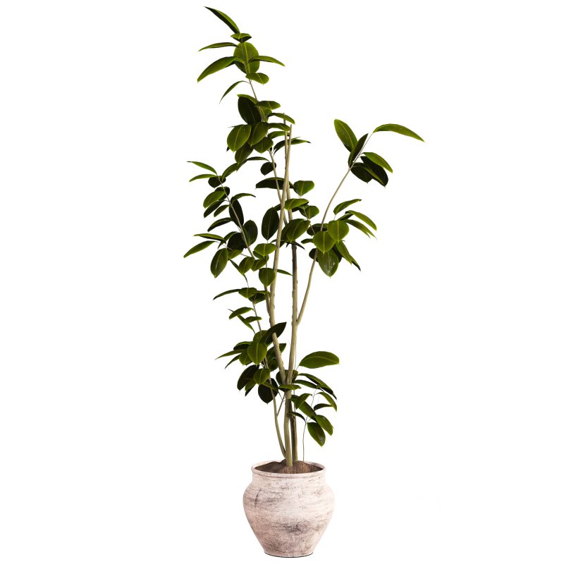 Bonsai Jungle Ficus Image 3