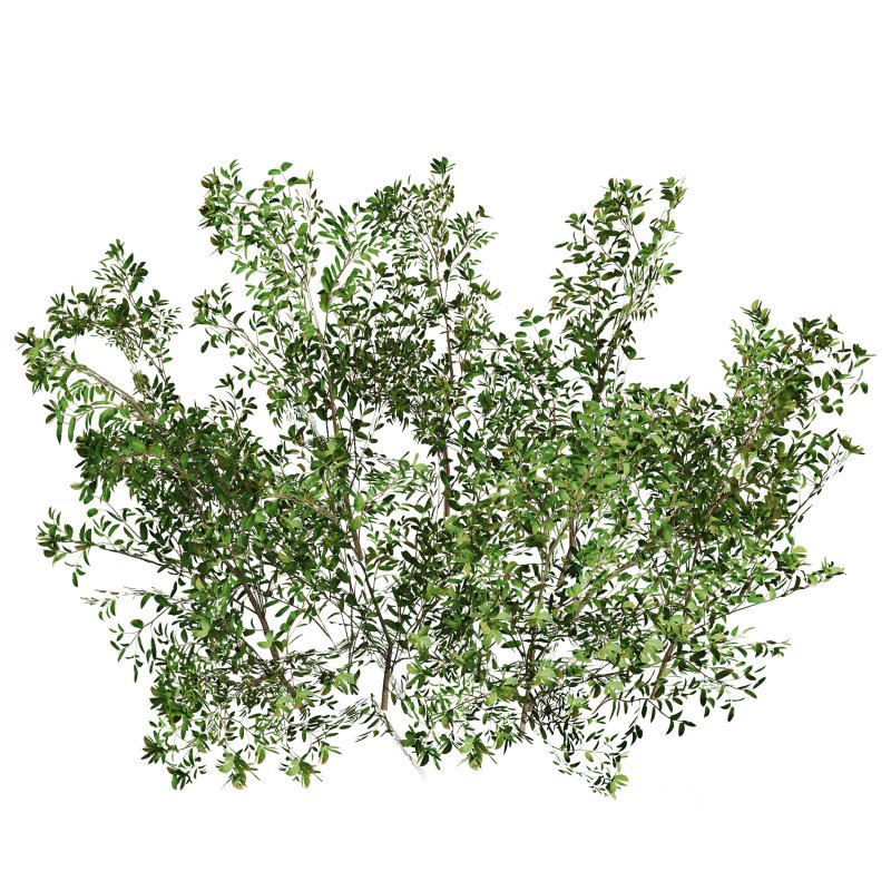 Green shrub natural pack Image 4