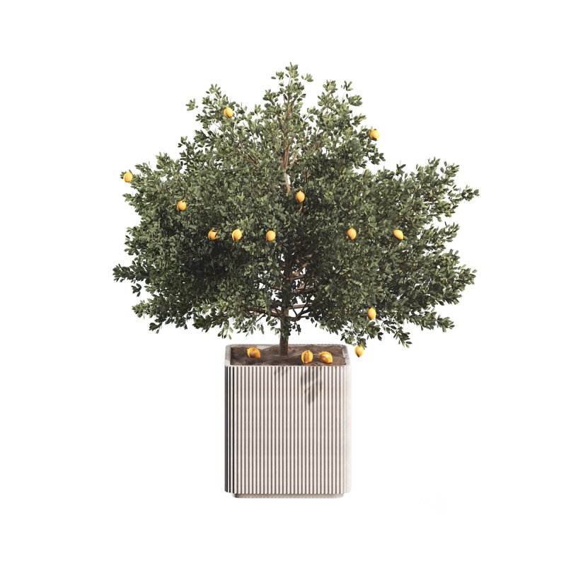 Lemon Tree in Pot Collection Image 4
