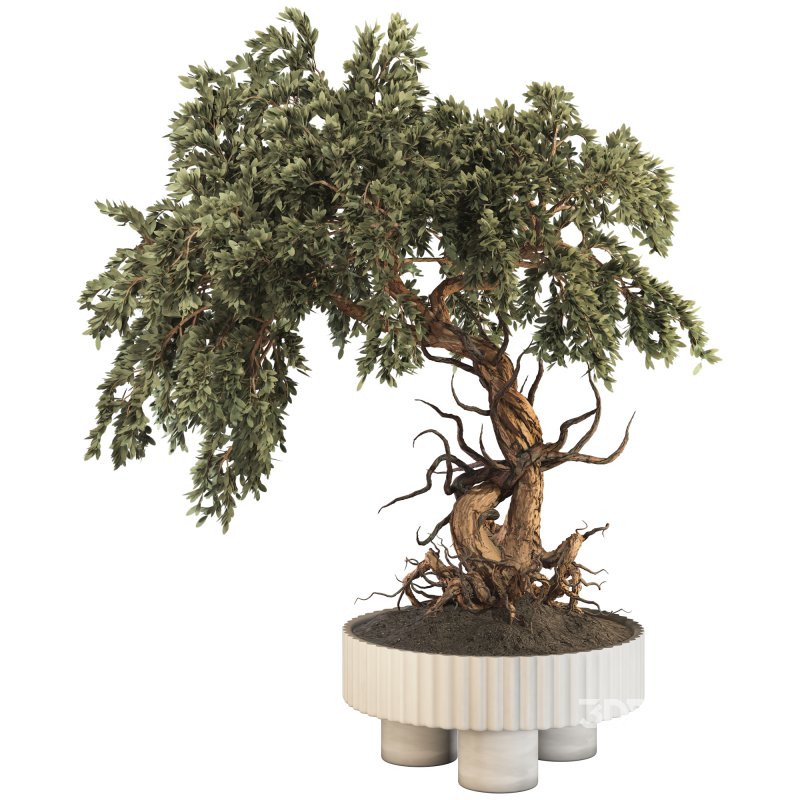 Bonsai Image 1