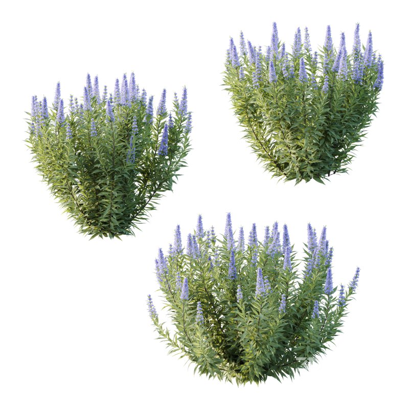 Echium candicans Pride of Madeira Bush 05 Image 3