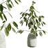 AV Indoor Plants Set 321 Japandi Decorative Minimalism Ficus Dracaena Marginata - Thumbnail 5