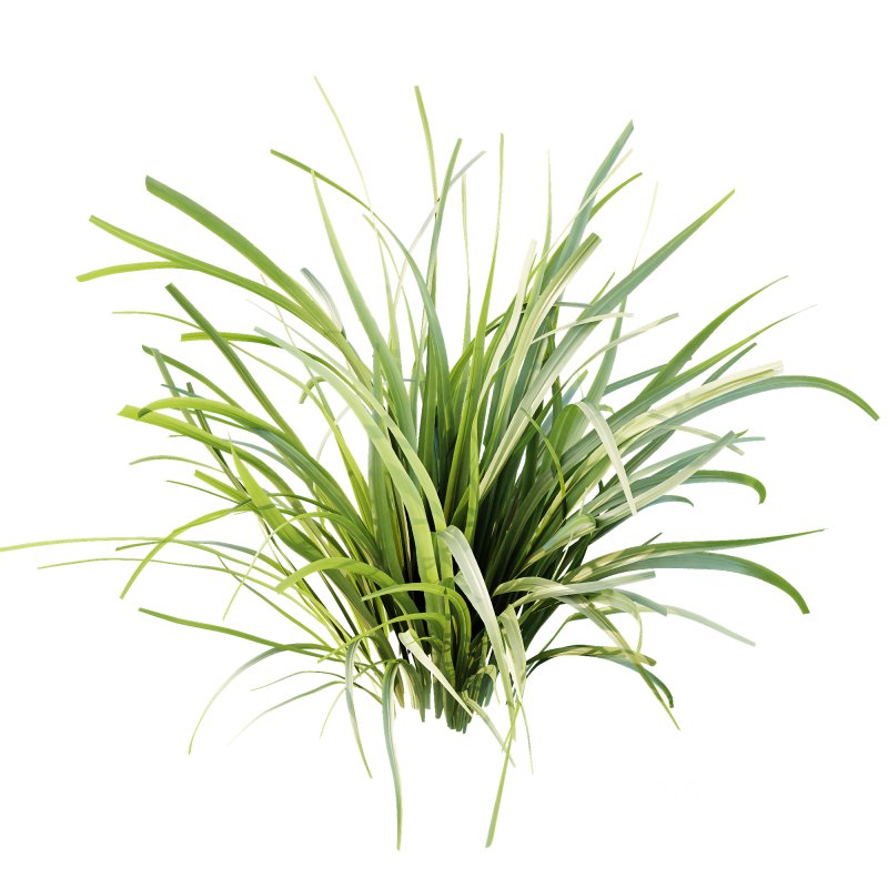 Acorus Gramineus Pusillus Ogon grasses Image 3